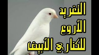 التغريد الأروع للكناري الأبيض The best Singing of White Canarie [upl. by Bluma310]