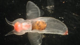 ANIMAL RARO Criatura DIVINA Estranha dos oceanos Anjo do mar Clione limacina [upl. by Silva]