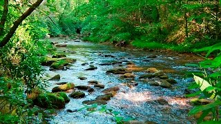 Naturgeräusche  Natur Meditation  Urwaldgeräusche [upl. by Lacefield]