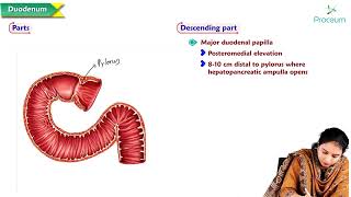 10 Duodenum Anatomy  MBBS Lecture [upl. by Darrell]