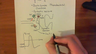 Long Term Potentiation and NMDA Receptors Part 2 [upl. by Aimaj]