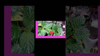 EPISCIA PLANT MALAYALAM [upl. by Paddy]