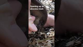 horse hoof abscess POP relieving the pressure abscess draining hoofcare horse farrier oddly [upl. by Farron]