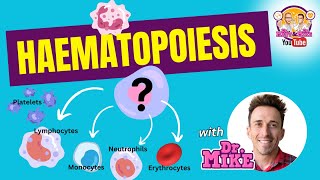 Hematopoiesis  Erythropoiesis [upl. by Lust]