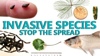 Invasive Species Stop the Spread [upl. by Zetnwahs]