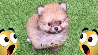 Pomeranias Lulu Osito Cartier [upl. by Ennyleuqcaj]