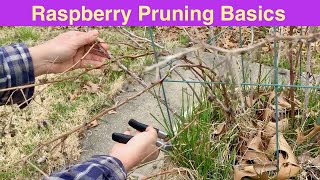 Raspberry Pruning Basics  Spring Raspberry Pruning  Rubus idaeus [upl. by Luapnaes]