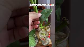 If the plant does not thrive in soil try to do this🌱Water Propagationpeperomia plantscareshorts [upl. by Thurber538]