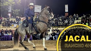 CABALLO BAILADOR JACAL DE RANCHO 4H  🎡 Feria Ganadera Culiacán [upl. by Syck767]