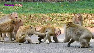 OMG Very unbelievable some Amber troop monkeys joining to attack one wild monkey till broke leg [upl. by Pudendas536]