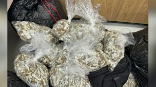 Pursuit ends in illegal pot mushroom bust [upl. by Qulllon]