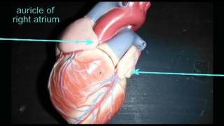 AP2 HEART ANATOMY QUIZ AURICLEavi [upl. by Epoh406]