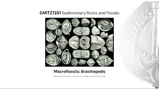 Brachiopods Video 3  EART27201  Sedimentary Rocks and Fossils [upl. by Meek982]