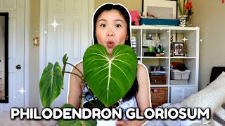 Philodendron Gloriosum Care Tips amp Tricks for Rare Aroids [upl. by Aonehc14]