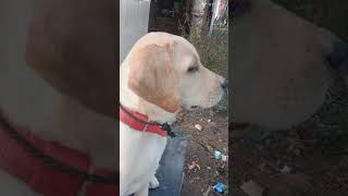 labrador puppy dog p pets cute doglover beagle love cutedog labradorretriever [upl. by Omari]