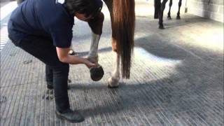 Horse Stretching Hip Flexors and Modified Farrier Stretch [upl. by Yllas597]