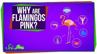 Why Are Flamingos Pink [upl. by Gus]