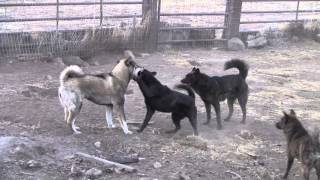 Shikoku Ken Kai Ken West Siberian Laika and Jindo [upl. by Akinet]