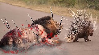 Hedgehog is too dangerous Hedgehog Vs Lion fight really strong [upl. by Nirrok691]