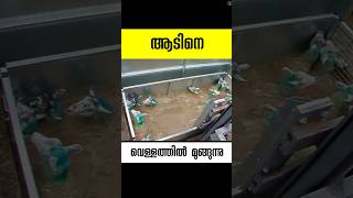 ആടിനെ മുക്കുന്ന വെള്ളം sheep dip malayalam facts shorts [upl. by Hotze773]