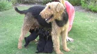 Airedale Puppies  San Diego Mountain Airedale Terriers [upl. by Quince]