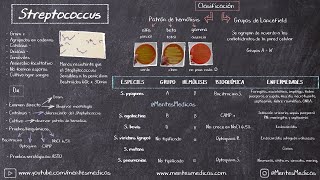 Streptococcus  Estreptococos ¡FÁCIL EXPLICACIÓN  Mentes Médicas [upl. by Ahcsim387]