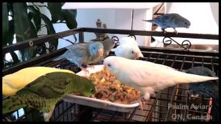 Lineolated Parakeets love fresh foods [upl. by Rolan51]