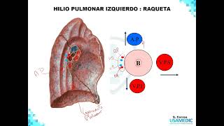 TÓRAX Pulmones  ABDOMEN  Anatomía Humana parte 6 FÁCIL  Ciencias básicas  USAMEDIC [upl. by Enoid556]