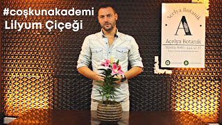 CoşkunAkademi  Lilyum Lillium Chalcedonium Nasıl Sulanır  Bakımı Nasıl Yapılır [upl. by Razaele431]