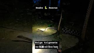 Boiga Trigonata common cat snake रात 1130 बजे किया रेस्क्यू। shortsvideo RajPhotographyuk19 [upl. by Chantalle]