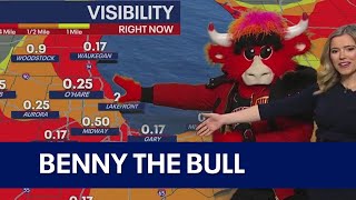 Benny the Bull delivers your Chicago weather forecast [upl. by Dhaf785]