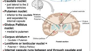 13E NS Brain Basal Nuclei Amygdala and Hippocampus Nuclei [upl. by Bernard]