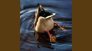 Canard [upl. by Avraham]