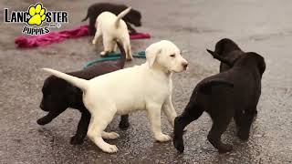 Outgoing Labrador Retriever Puppies [upl. by Margreta477]