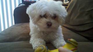 FAVORITE TOY  MALTIPOO DOG BRIE DAVIS [upl. by Ayhdnas421]