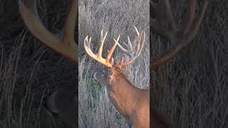 204quot Iowa Monarch Buck Crests Hill Bow Hunting Dream Deer shorts hunting wildlife nature [upl. by Janene]