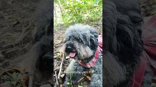 प्यारा उदास कुत्ता 😍 Cute Sad Dog sad youtubeshorts viralvideo dog puppy emotional [upl. by Winfred]