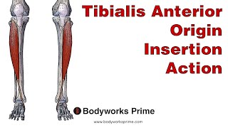 Tibialis Anterior Anatomy Origin Insertion and Action [upl. by Garratt]