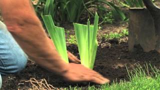 Iris Care and Division  RoseHill Gardens Video Series Episode Eight [upl. by Hourigan]