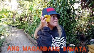 Mga halaman sa orchidarium City of Pines [upl. by Mariand]