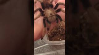 Molt Sexed Female Aphonopelma chalcodes Arizona Blond Tarantula tarantula spider arachnid [upl. by Herv]