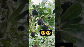 pulasanfruitfruitsnaturebeautifulsweettrendingviralytshortvideosadventurefarmingexplore🤤 [upl. by Arst]