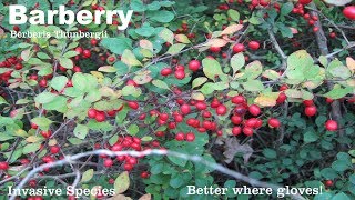 ⟹ BARBERRY  Berberis thunbergii  A very thorny plant an really hard to remove heres why [upl. by Frodin]