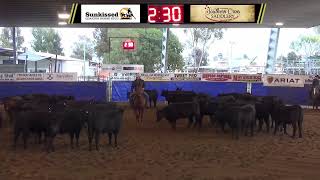 2023 DDCC Dalby Futurity Show Non Pro Futurity Go Round 1 [upl. by Drofnas]