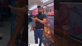 Rainbow lorikeet Petzone mangalore talking birdparrots [upl. by Asseniv]