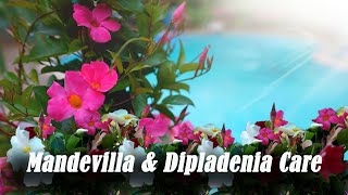 Mandevilla amp Dipladenia Care  Outdoor amp Indoor Care of Mandevilla amp Whats The Difference [upl. by Irehs]