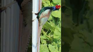 🇯🇵 Green Pheasant Phasianus versicolor in Pheasant Family Phasianidae Observed in Description [upl. by Aimar]