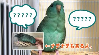 うちのサザナミインコが鳴いていました [upl. by Hcirdeirf]