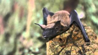 Fun Facts About Bats [upl. by Oir]