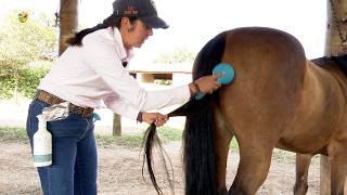 Cuidados com o rabo e a crina do seu cavalo e como trançar [upl. by Niamart176]